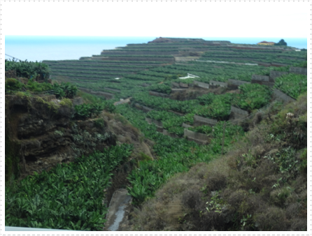 Banana trees everywhere Banana trees everywhere